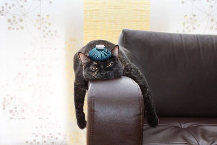 『保冷剤』は猫の暑さ対策に使ってもいいの？4つの注意すべきリスクから安全な使用法まで
