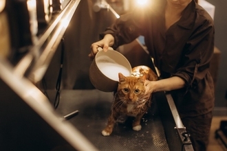 猫に関する悩みを『相談できる窓口』3つ　飼い方や健康面…困ったときに頼れるサポート先