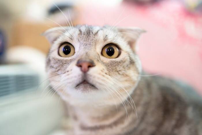 猫に関する悩みを『相談できる窓口』3つ　飼い方や健康面…困ったときに頼れるサポート先