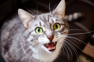 猫があなたに『喋りかけてくる』ときの心理5選　気持ちを読み取るコツや接し方のポイントも