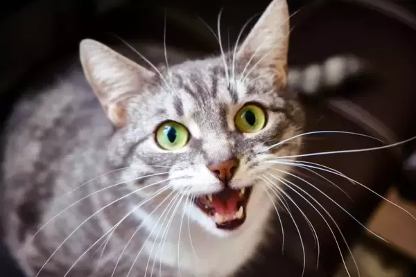 猫があなたに『喋りかけてくる』ときの心理5選　気持ちを読み取るコツや接し方のポイントも