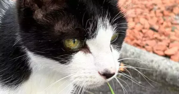 日向ぼっこ中の白黒猫→ふと『しっぽ』を見たら…驚きの事実に「わぁ本当に可愛すぎる」「生きててよかった」「すげえ大発見」と249万表示