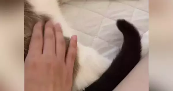猫のお尻をトントンしていたら…まさかの『しっぽの動き』に「微調整してくるのやばいｗ」「止めないでねの合図かなｗ」と35万再生