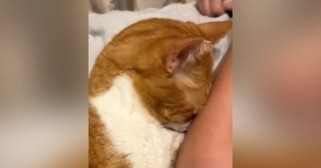 ママの腕にべったりと顔をくっつけて甘える猫→『鼻』を見たら…『まさかの光景』に3万いいね「ベテラン赤ちゃんｗ」「かっわいすぎるー」