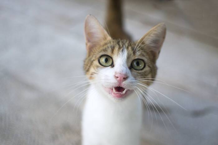 飼い主さんが『猫にしつけられた』と感じる6つのこと　むしろ飼い猫に育てられている？！