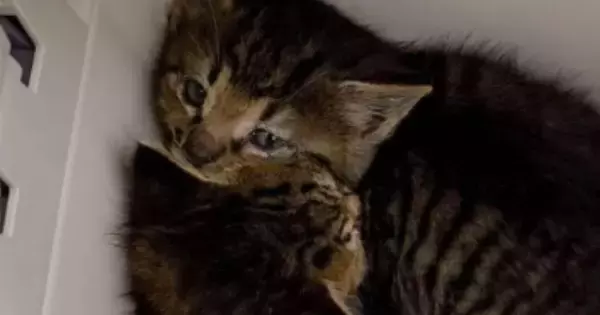 保護された２匹の『赤ちゃん猫』→いつも一緒にいて…尊すぎる『成長記録』に感動の声「ふたり一緒で本当によかった」「泣きそうになった」