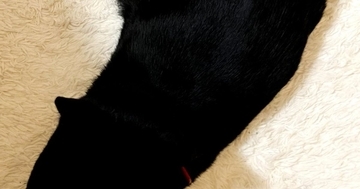 白いラグの上で『くつろいでいた黒猫』を見たら…まさかの『形』に爆笑の声続出「新メニューの匂わせみたいｗ」「えぇっすごいｗ」と１万いいね