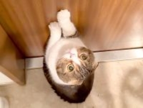 仕事部屋から１日中出てこないパパ→猫が寂しがって…扉の前で見せた『健気すぎる行動』に「反則級のかわいさ」「会いたくて一生懸命」と反響