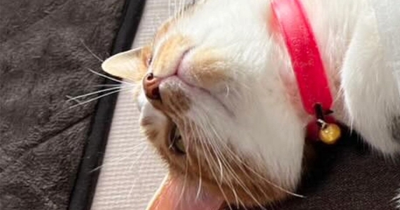 猫が仰向けで寝ていたら『8歳の子ども』が……お腹を見ると→笑ってしまう光景に２万いいね「冷やしちゃダメだからねｗ」「愛を感じるｗ」