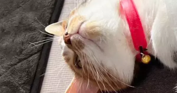猫が仰向けで寝ていたら『8歳の子ども』が……お腹を見ると→笑ってしまう光景に２万いいね「冷やしちゃダメだからねｗ」「愛を感じるｗ」