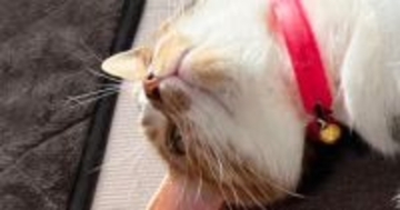 猫が仰向けで寝ていたら『8歳の子ども』が……お腹を見ると→笑ってしまう光景に２万いいね「冷やしちゃダメだからねｗ」「愛を感じるｗ」