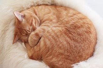 猫の『丸まり方』から気持ちが読み取れる？3つのフォルム別の心理から丸くなる理由まで