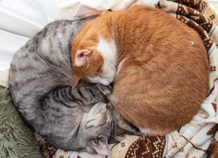 猫の『丸まり方』から気持ちが読み取れる？3つのフォルム別の心理から丸くなる理由まで