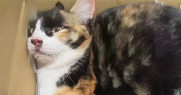全身が麻痺、動けない状態で『保護された三毛猫』…献身的なケアで起きた『驚きの変化』と『現在の様子』に感動「奇跡だね」「本当に良かった」