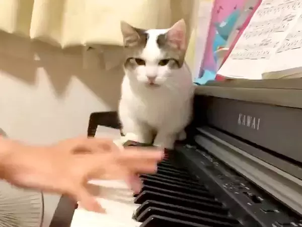 ピアノを練習する女の子→猫が鍵盤の上に乱入して…迷惑だけど愛おしい『妨害行為』が61万再生「猫が踏んじゃった」「猫に優しい娘さん」