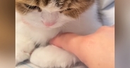 出かける準備中、猫が阻止しようとやってきた結果…『可愛すぎる行動』が27万再生「強い意志を感じるｗ」「もう仕事休もうｗ」と笑う人が続出