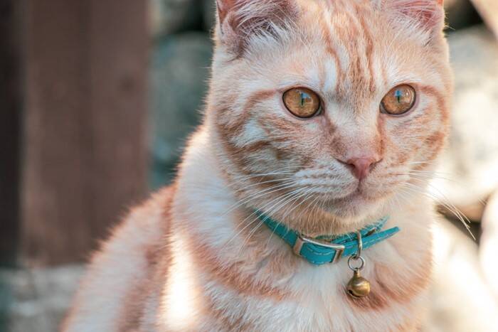 猫の首輪に『鈴をつける』メリット・デメリット4選　音は気になるの？装着する場合の注意点まで