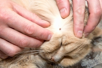 猫と人の命に関わる感染症『SFTS』とは？感染する原因や危険な症状、予防法まで解説