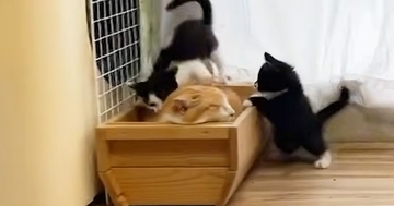 ベッドで爆睡する先住猫→すぐそばで3匹の子猫が走り回り始めるも…思わず笑顔になる光景に「伊達に場数を踏んでないｗ」「ほんと元気ｗ」