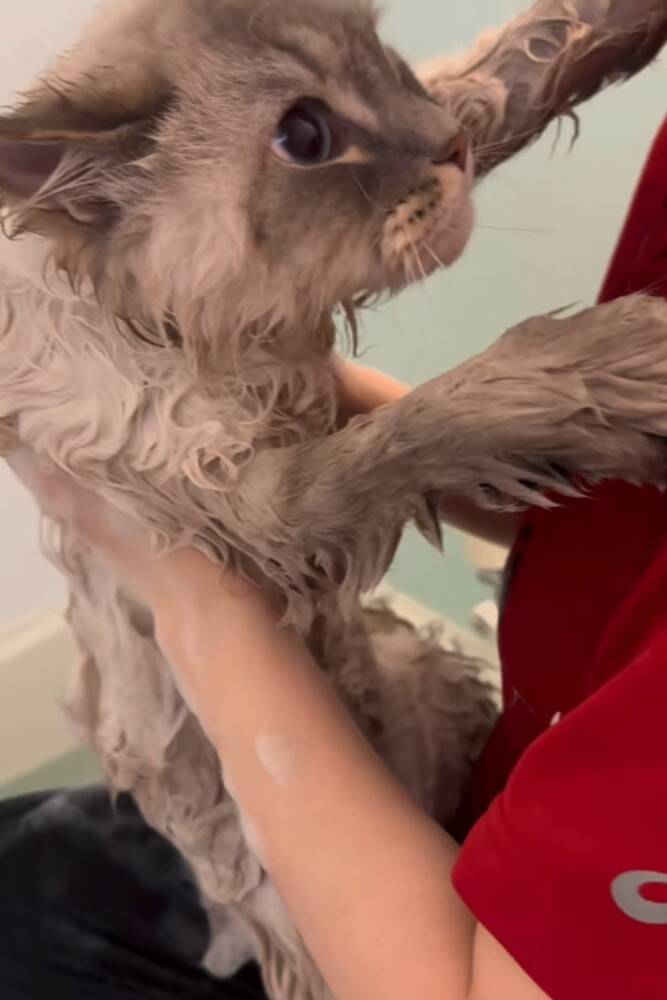 猫を『お風呂』に入れようとしたら…まさかの『赤ちゃんすぎる』抵抗の様子が85万再生「かわいすぎて涙がでてきた」「羨ましい」