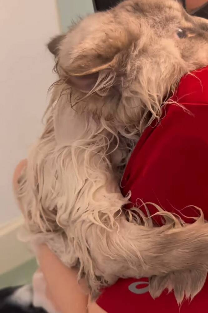 猫を『お風呂』に入れようとしたら…まさかの『赤ちゃんすぎる』抵抗の様子が85万再生「かわいすぎて涙がでてきた」「羨ましい」