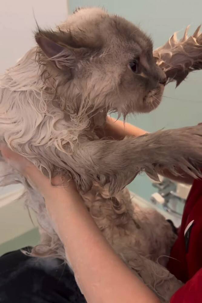 猫を『お風呂』に入れようとしたら…まさかの『赤ちゃんすぎる』抵抗の様子が85万再生「かわいすぎて涙がでてきた」「羨ましい」