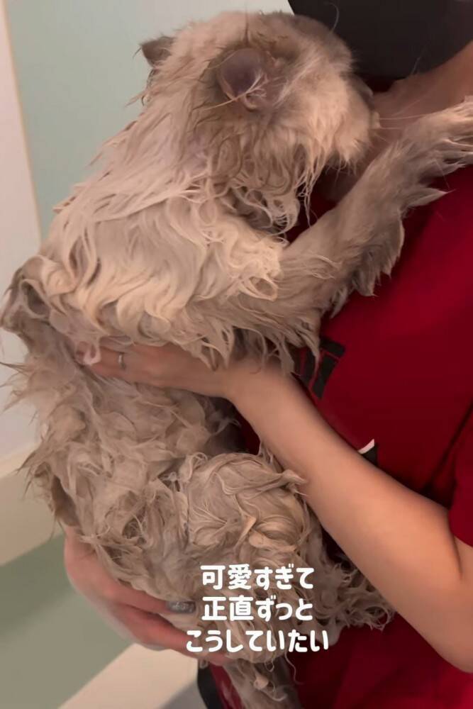 猫を『お風呂』に入れようとしたら…まさかの『赤ちゃんすぎる』抵抗の様子が85万再生「かわいすぎて涙がでてきた」「羨ましい」