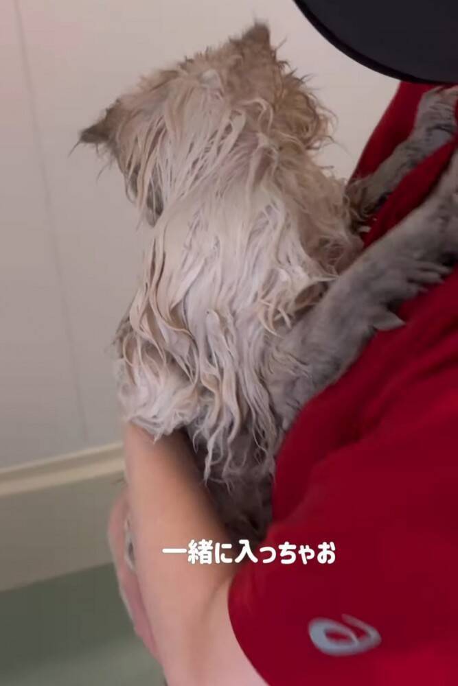 猫を『お風呂』に入れようとしたら…まさかの『赤ちゃんすぎる』抵抗の様子が85万再生「かわいすぎて涙がでてきた」「羨ましい」