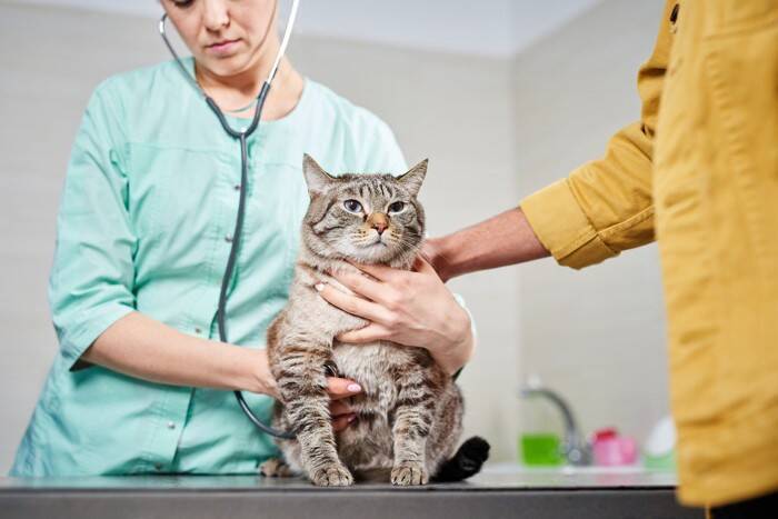 猫の体にできる『シミ』の原因とは？　放置してはいけない危険なケースも…