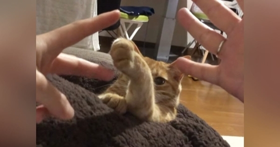 猫も入れて『家族でじゃんけん大会』→最初はグーと言うと……微笑ましすぎる光景が50万再生「ほっこりしたｗ」「表情が嬉しそう」