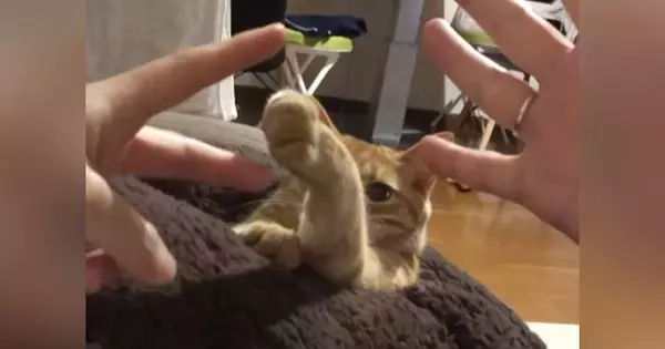 猫も入れて『家族でじゃんけん大会』→最初はグーと言うと……微笑ましすぎる光景が50万再生「ほっこりしたｗ」「表情が嬉しそう」