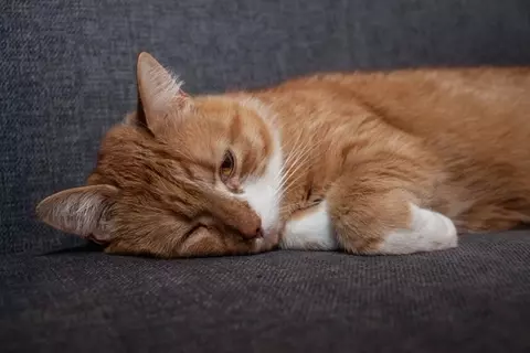 猫がストレスによって発症する『心の病気』3つ　主な症状や予防法、メンタルケアの方法まで