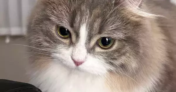 ふわっふわの猫→『体を濡らした』結果…「もはや違う生き物やんｗ」「別猫すぎてビックリ」衝撃の『ビフォーアフター』に２万いいねの反響