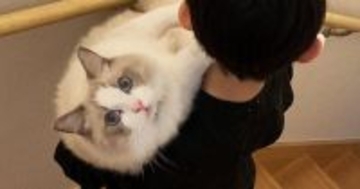 大型猫を一生懸命『運んでいた男の子』→３年後…微笑ましいビフォーアフターが205万表示「助けてくれと聞こえるｗ」「成長したねｗ」