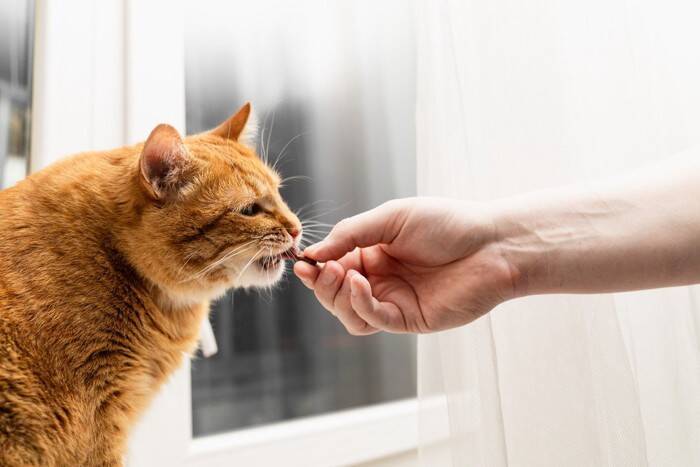 猫に『お手・待て』を覚えてもらう方法3つ　習得するメリットや教えるときの注意点まで