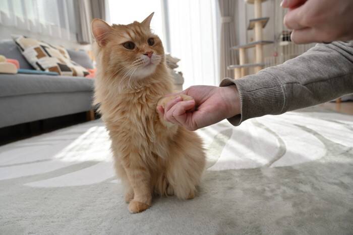 猫に『お手・待て』を覚えてもらう方法3つ　習得するメリットや教えるときの注意点まで