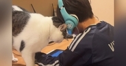男の子が勉強をしていると、『甘えん坊な猫』がやって来て…全力の『かまってアピール』が36万再生「愛されてるねｗ」「羨ましい限り」