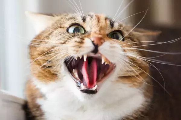 猫が『転嫁行動』をするのはなぜ？　3つの理由やトラブルを防ぐ対処法を解説