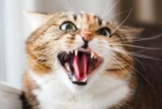 猫が『転嫁行動』をするのはなぜ？　3つの理由やトラブルを防ぐ対処法を解説