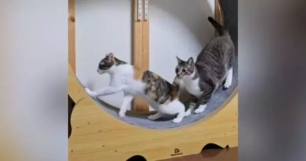 キャットホイールで遊ぶ猫たち→1匹が動き出したら…『まさかの展開』に爆笑の声「声出して笑ったｗ」「コントじゃんｗ」と21万再生