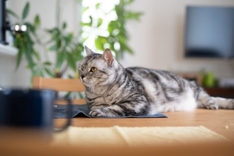 猫が『テーブルの上』に乗りたがる理由5選　止めさせたほうがいい？困ったときの対処法も解説