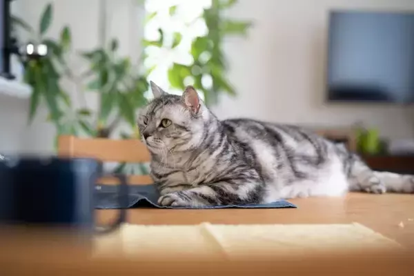 猫が『テーブルの上』に乗りたがる理由5選　止めさせたほうがいい？困ったときの対処法も解説