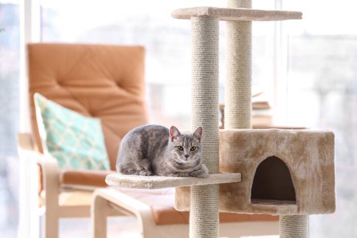 猫が『テーブルの上』に乗りたがる理由5選　止めさせたほうがいい？困ったときの対処法も解説