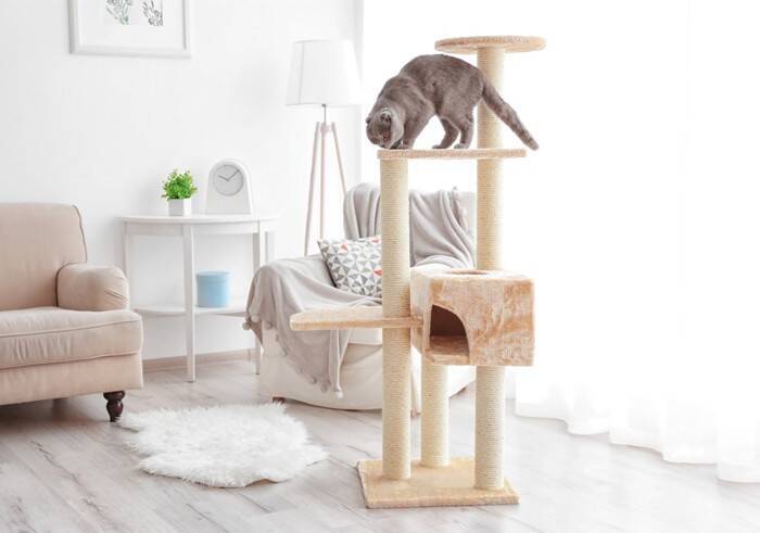 猫が『テーブルの上』に乗りたがる理由5選　止めさせたほうがいい？困ったときの対処法も解説