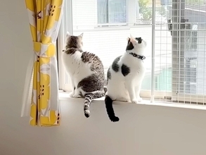 ママが家にいない日、パパと過ごす２匹の猫→ソワソワと落ち着かなくて…『いじらしい様子』が話題「パパっ子だね」「意思疎通ができてる」