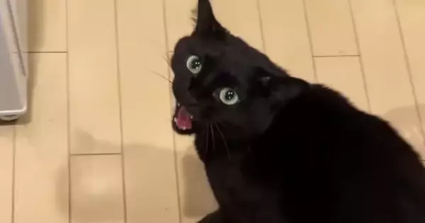 パパのもとにやってきた黒猫→怒っているかと思いきや…とんでもなく尊い『甘え方』が363万再生「スーパーツンデレｗ」「本当に愛らしい」