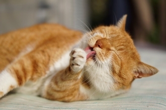 猫を嗅ぐと『いい匂い』がする3つの理由　お風呂に入っていないのになぜ？不思議な香りのヒミツをご紹介