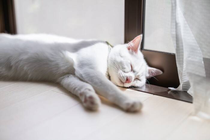 猫を嗅ぐと『いい匂い』がする3つの理由　お風呂に入っていないのになぜ？不思議な香りのヒミツをご紹介