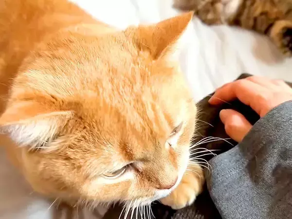 朝、赤ちゃんのお世話をするママ→猫が久しぶりに膝の上へ乗ってきて…『愛情いっぱいの光景』に反響「めっちゃ甘えん坊」「大好きなんだね」