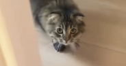 猫が『パック姿の飼い主』と遭遇した結果…あまりにも可愛らしい『リアクション』に爆笑「吹いたｗｗ」「顔覚えてるのかな」と29万再生